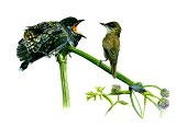 Cuckoo and Warbler
