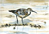 Curlew Sandpiper