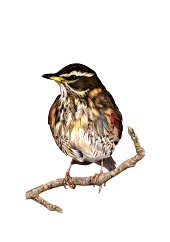 Redwing