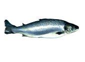 Salmon