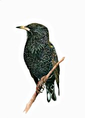 Starling