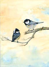 Coal Tits