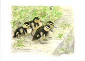 Ducklings