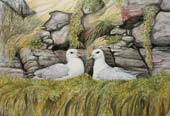 Fulmars