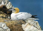 Gannet