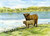 Highland Cows