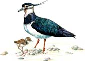 Lapwing