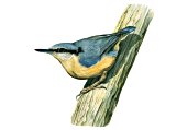 Nuthatch
