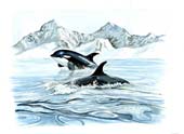 Orcas