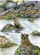 Otters