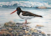 Oystercatcher