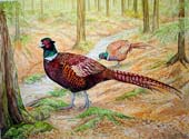 Pheasant