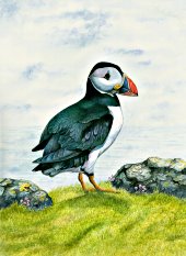 Puffin