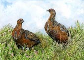 Red Grouse