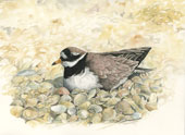 Ringed Plover