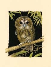 Tawny Owl