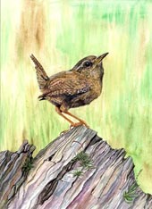 Wren