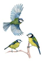 Blue Tits