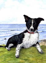 Collie puppy